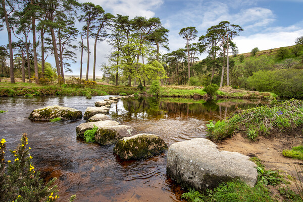sherberton stones Dartmoor national park Picture Board by Eddie John