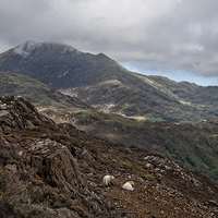 Buy canvas prints of Sheep on a mountain hillside by Eddie John