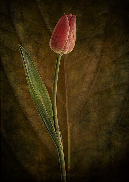 A single tulip Picture Board by Eddie John
