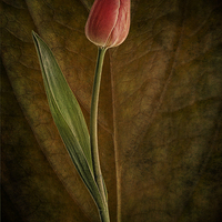 Buy canvas prints of A single tulip by Eddie John