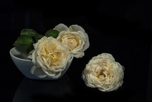 Cream roses still life Picture Board by Eddie John