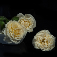 Buy canvas prints of Cream roses still life by Eddie John