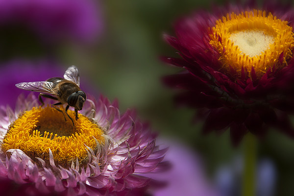  A wasp feeding on an everlasting flower. Picture Board by Eddie John