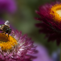 Buy canvas prints of  A wasp feeding on an everlasting flower. by Eddie John