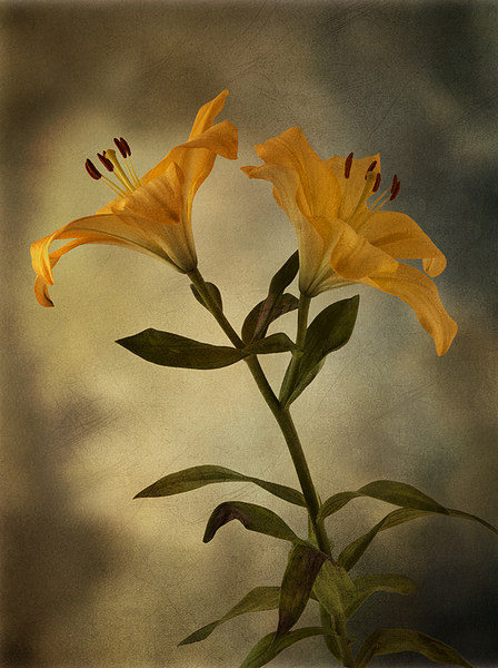 Yellow Lily on stem Picture Board by Eddie John