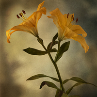 Buy canvas prints of Yellow Lily on stem by Eddie John