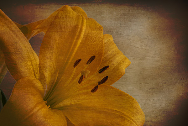 Yellow Lilium flower with texture overlay Picture Board by Eddie John