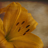 Buy canvas prints of Yellow Lilium flower with texture overlay by Eddie John