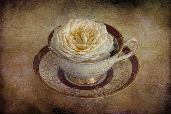  Pretty rose in tea cup Picture Board by Eddie John