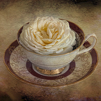 Buy canvas prints of  Pretty rose in tea cup by Eddie John
