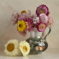 Buy canvas prints of  Everlasting flowers in vase  by Eddie John