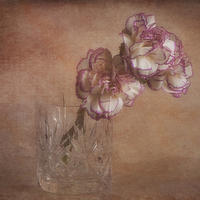 Buy canvas prints of  Two pink carnatioms in a glass by Eddie John