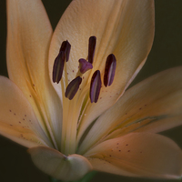 Buy canvas prints of  lily with yellow petals  by Eddie John