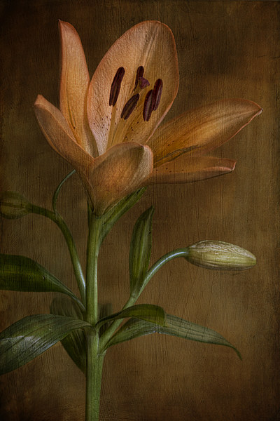  lily flower in bloom Picture Board by Eddie John