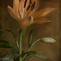 Buy canvas prints of  lily flower in bloom by Eddie John