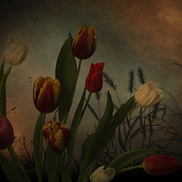 Buy canvas prints of  Tulips and grasses by Eddie John