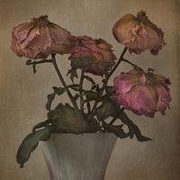 Buy canvas prints of  Withering Roses  by Eddie John