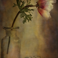 Buy canvas prints of  Anemone  by Eddie John