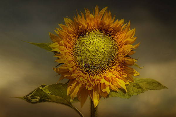  Sunflower Picture Board by Eddie John