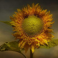 Buy canvas prints of  Sunflower by Eddie John