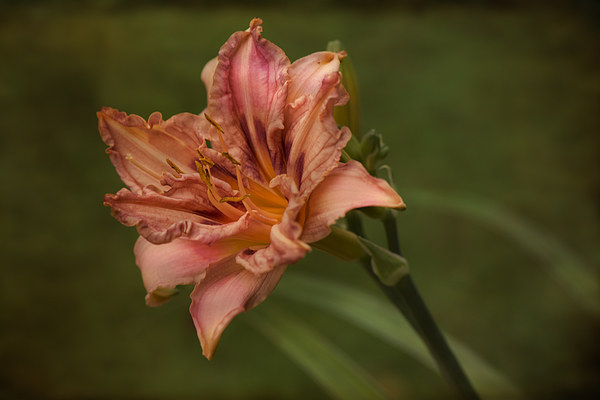  lily hemerocallis pink damask  Picture Board by Eddie John