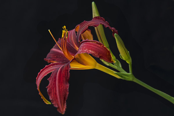  lily hemerocallis hybrid red Picture Board by Eddie John
