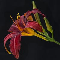 Buy canvas prints of  lily hemerocallis hybrid red by Eddie John