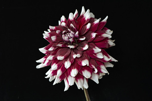  dahlia with red and white petals Picture Board by Eddie John