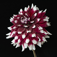 Buy canvas prints of  dahlia with red and white petals by Eddie John