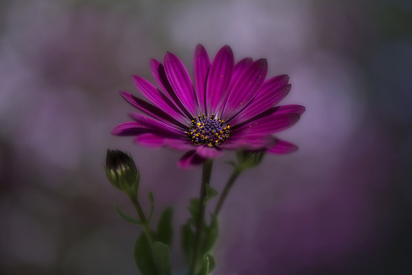  Purple African daisy Picture Board by Eddie John