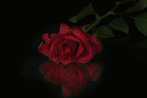  Red rose with reflection Picture Board by Eddie John