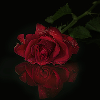 Buy canvas prints of  Red rose with reflection by Eddie John
