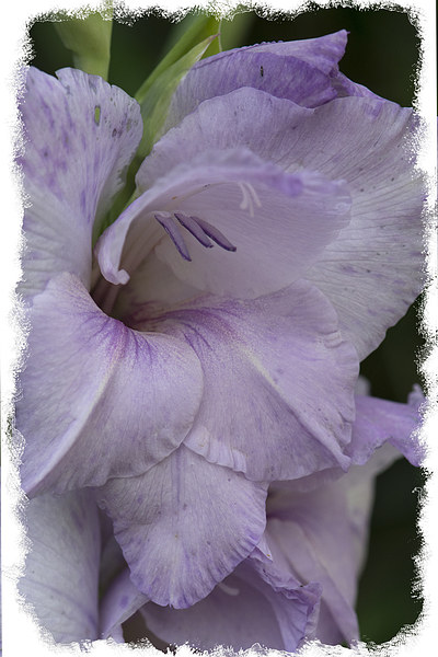  Purple gladioli Picture Board by Eddie John