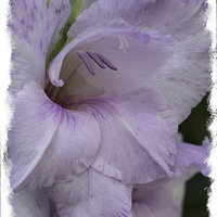 Buy canvas prints of  Purple gladioli by Eddie John