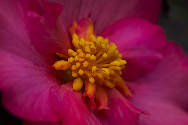  Pink Begonia Picture Board by Eddie John