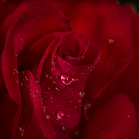 Buy canvas prints of  Red rose by Eddie John