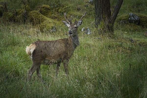 Deer in Glen Etive Scotland Picture Board by Eddie John