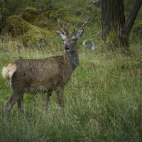 Buy canvas prints of Deer in Glen Etive Scotland by Eddie John