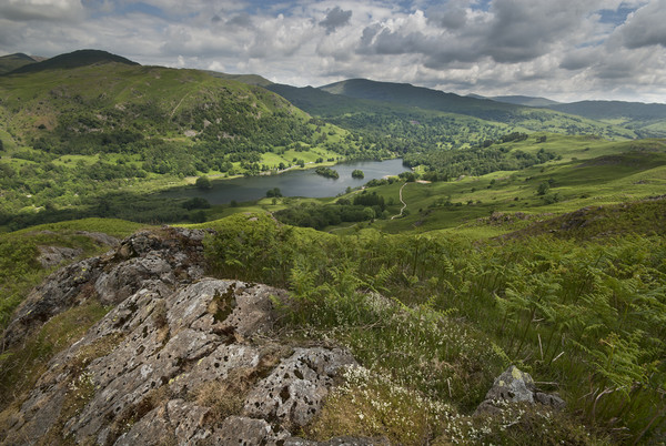 Rydal water from Loughrigg fell Picture Board by Eddie John