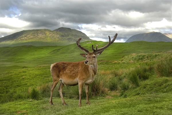 Red Deer Vale of Orchy Scotland Picture Board by Eddie John