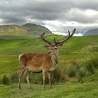 Buy canvas prints of Red Deer Vale of Orchy Scotland by Eddie John