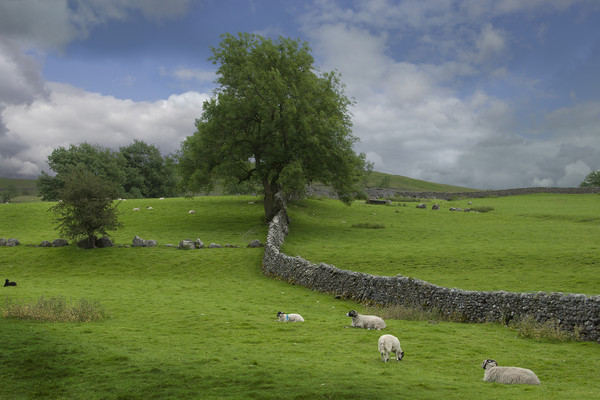 Yorkshire dales Picture Board by Eddie John