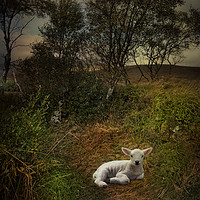 Buy canvas prints of A young lamb on Rannoch Moor  by Eddie John