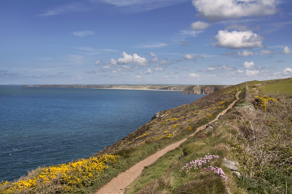 The south west coast path north of St Agnes head C Picture Board by Eddie John