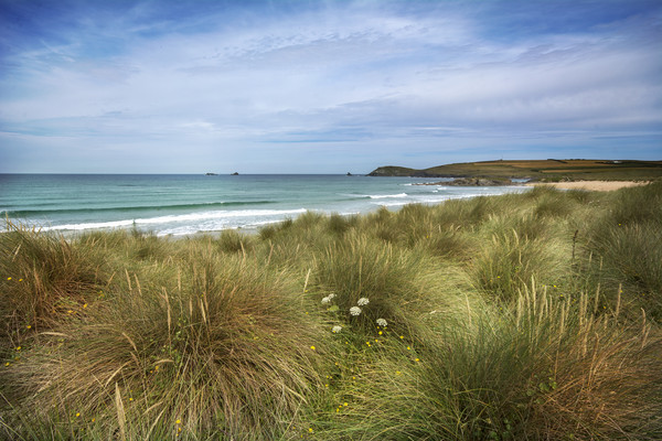 Sand dunes and marram grass Constantine bay  Picture Board by Eddie John