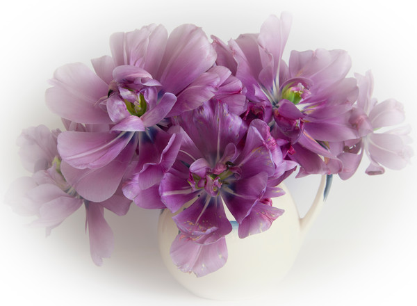 Purple tulips  Picture Board by Eddie John