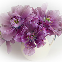 Buy canvas prints of Purple tulips  by Eddie John