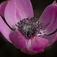 Buy canvas prints of Anenome harmony orchid by Eddie John