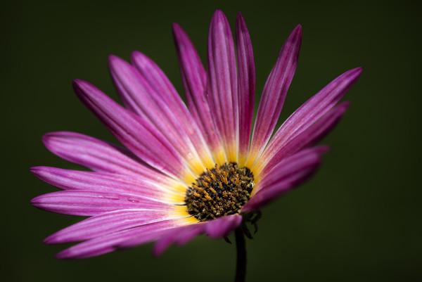 Osteospermum  Picture Board by Eddie John