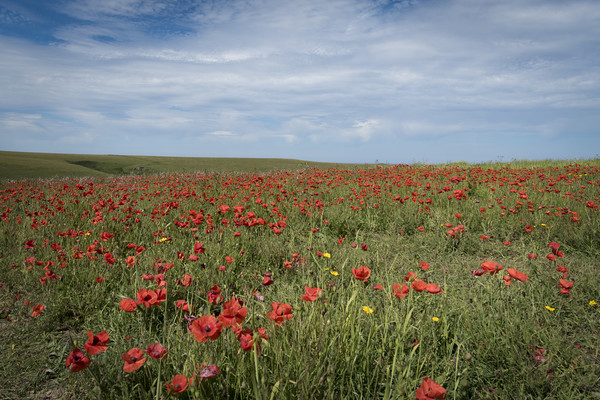 Field of poppies Picture Board by Eddie John